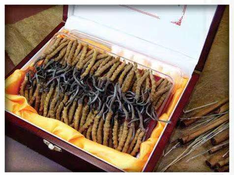 吴桥冬虫夏草回收